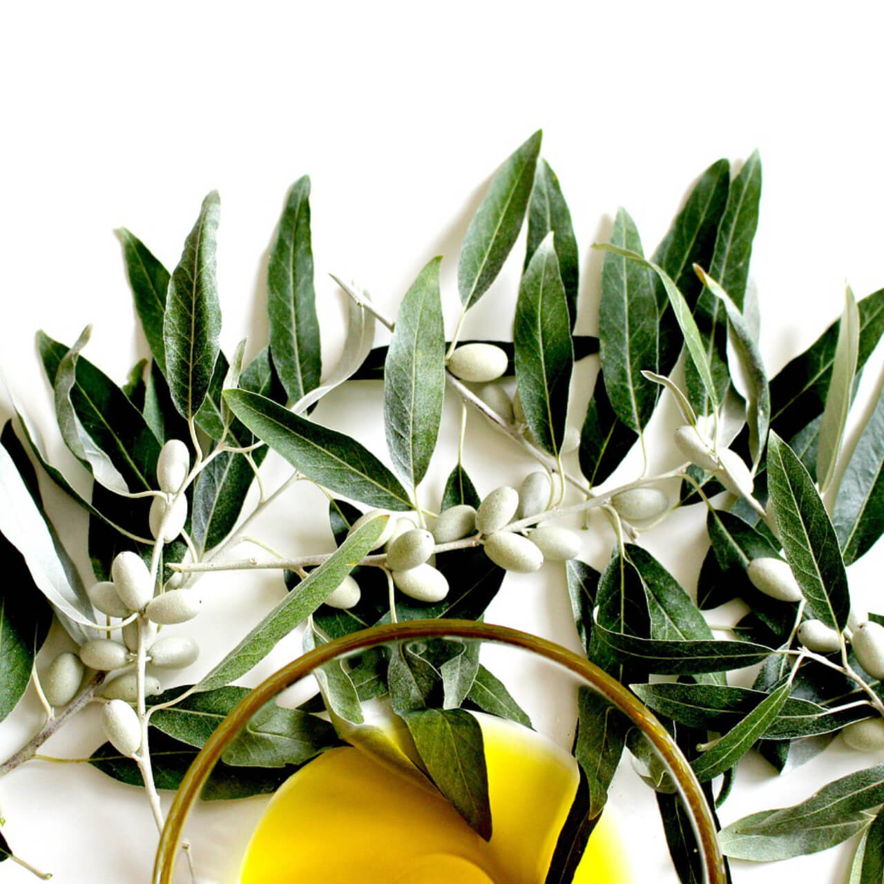 Olivenblätter im Tee